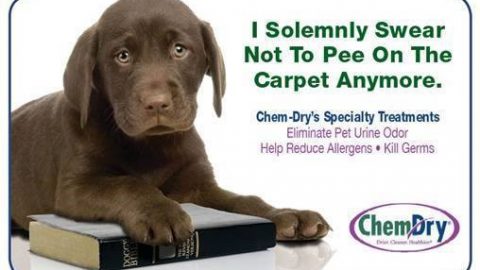 FREE Pet Odor Evaluation!